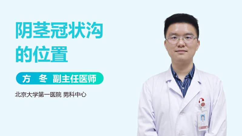 阴茎冠状沟的位置