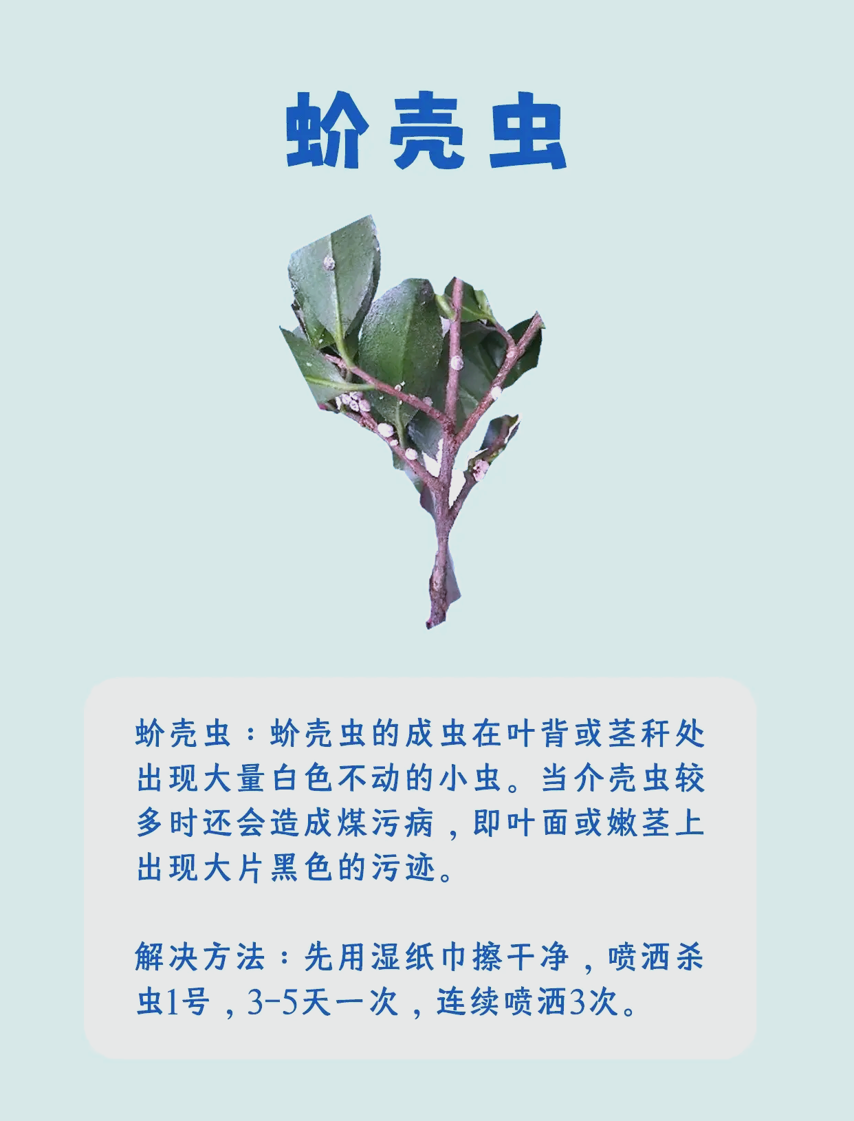 山茶花叶片常见病虫害及防治方法