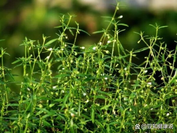 去肠胃火的好物:蛇舌草