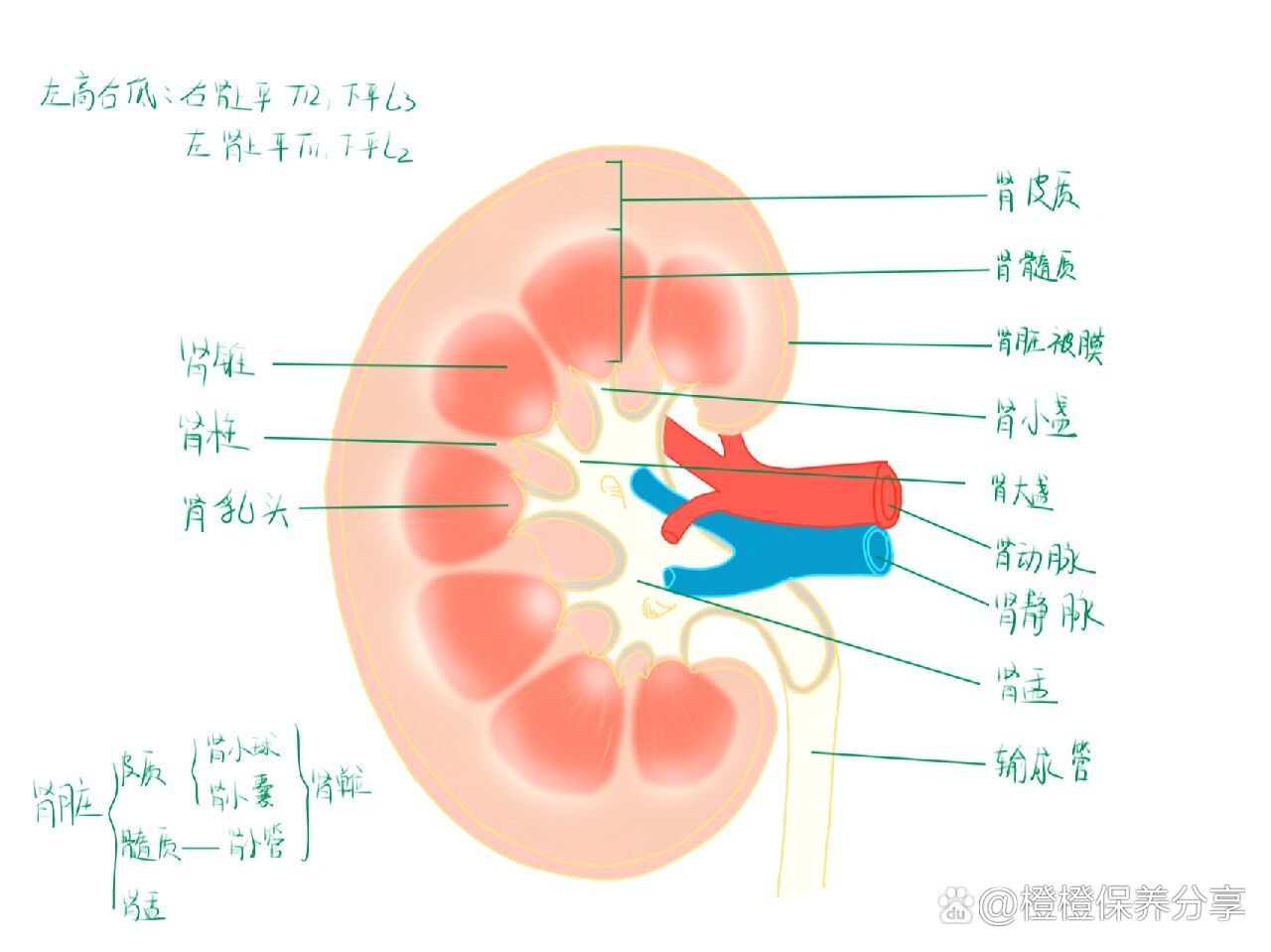 手绘肾脏解剖图