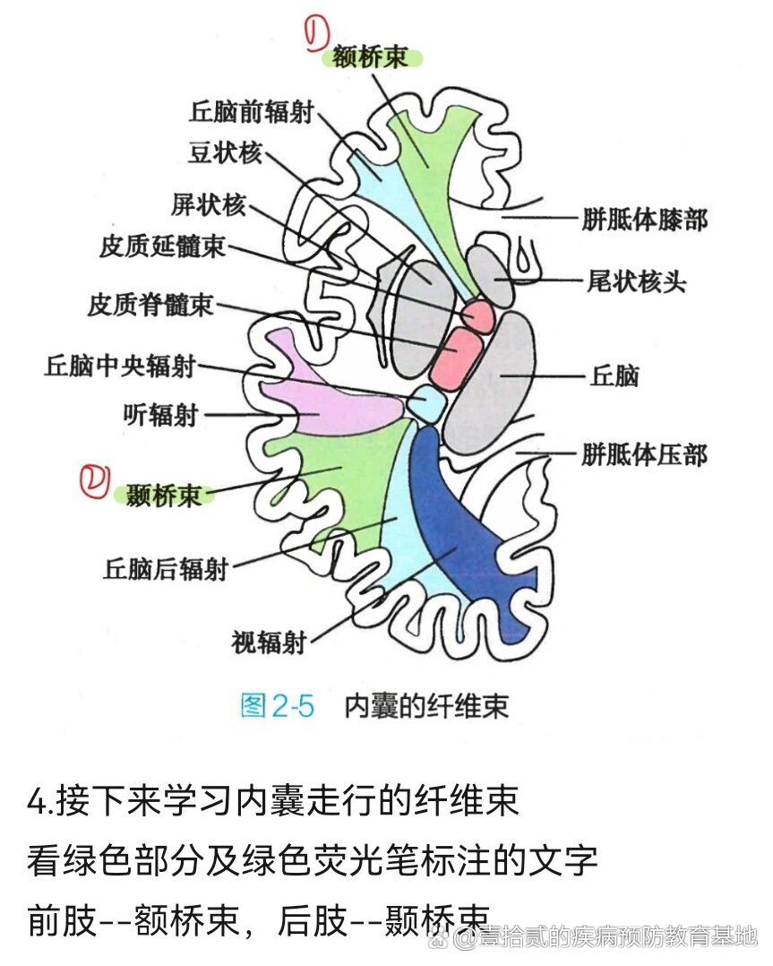 一张图搞清楚内囊结构