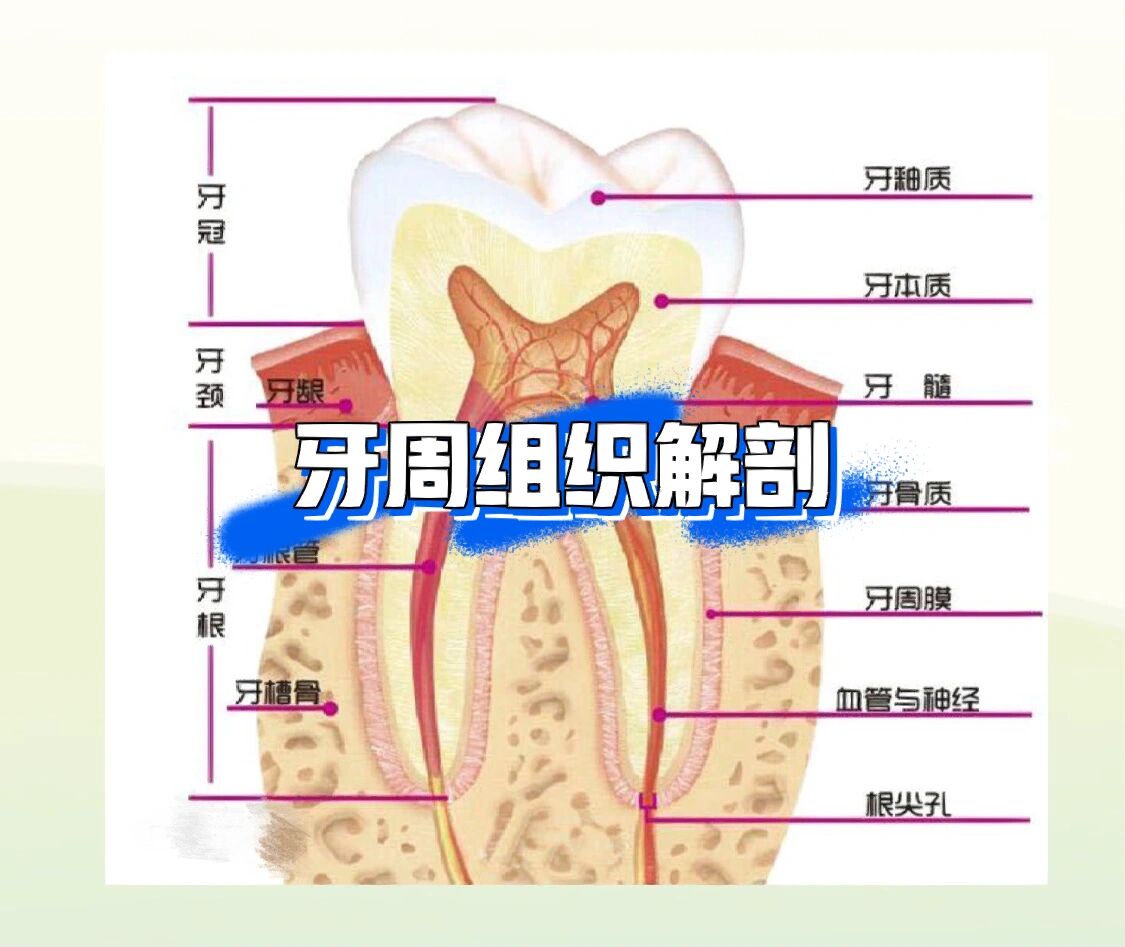 牙齿解剖图片大全 图图片