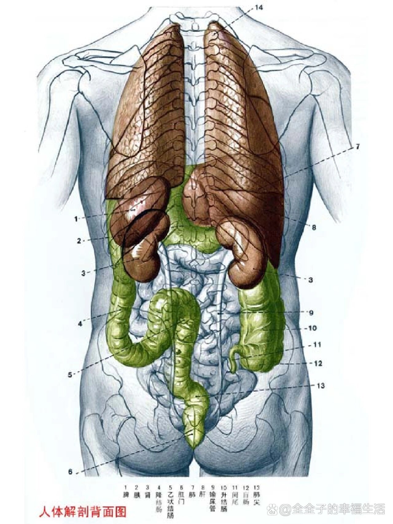 人体器官解剖内脏位置准确五脏六腑高清结构图
