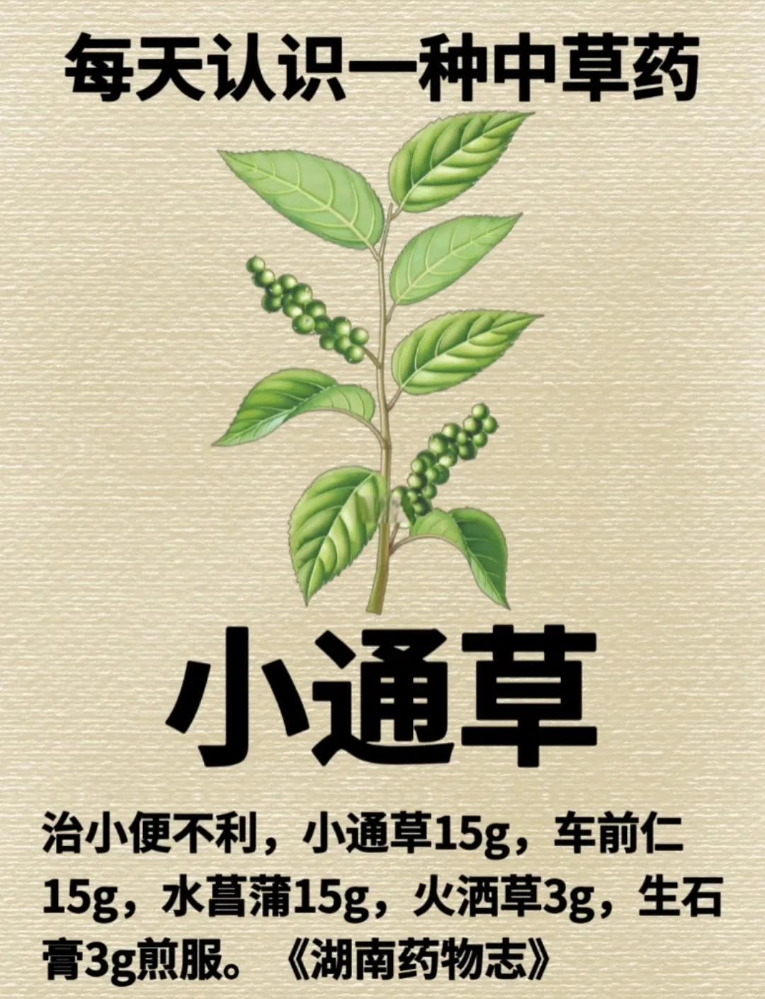 小通草：认识这种中药材的形态特征
