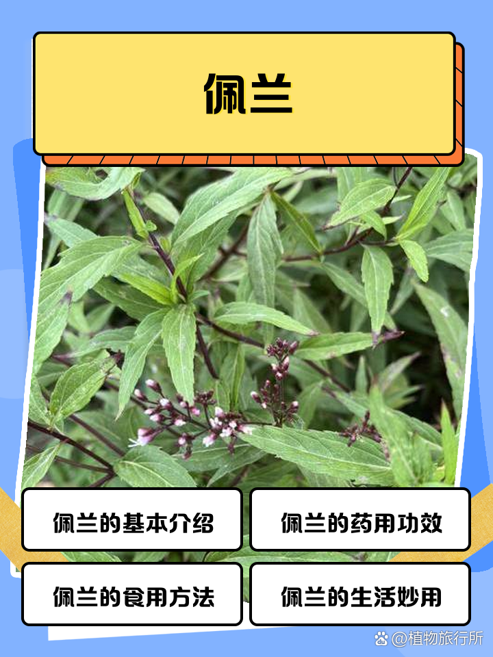 佩兰