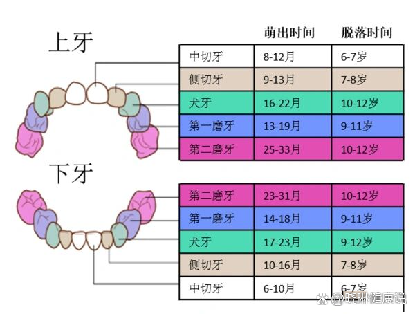 乳牙脱落顺序和时间图片