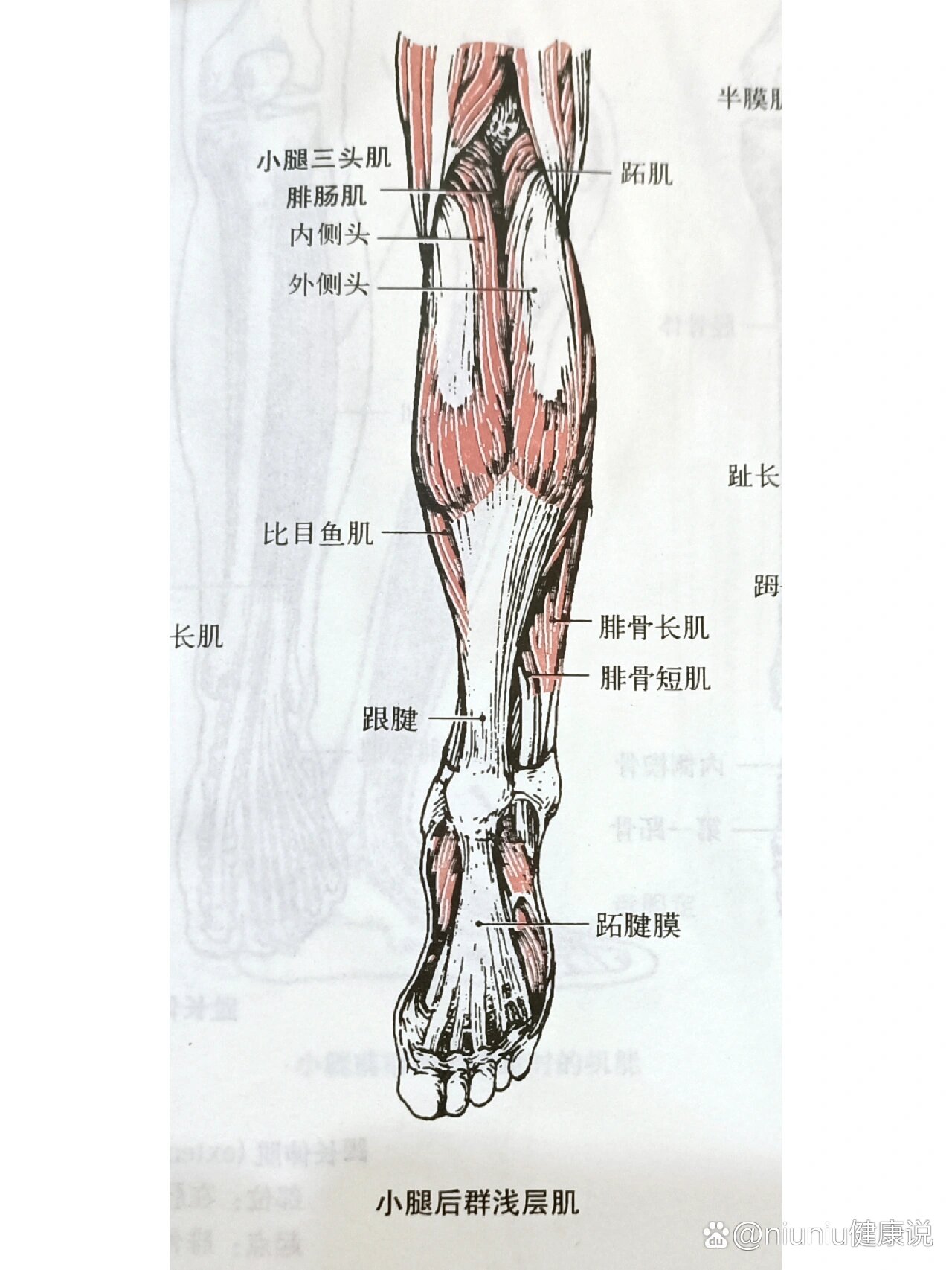 小腿部结构图图片