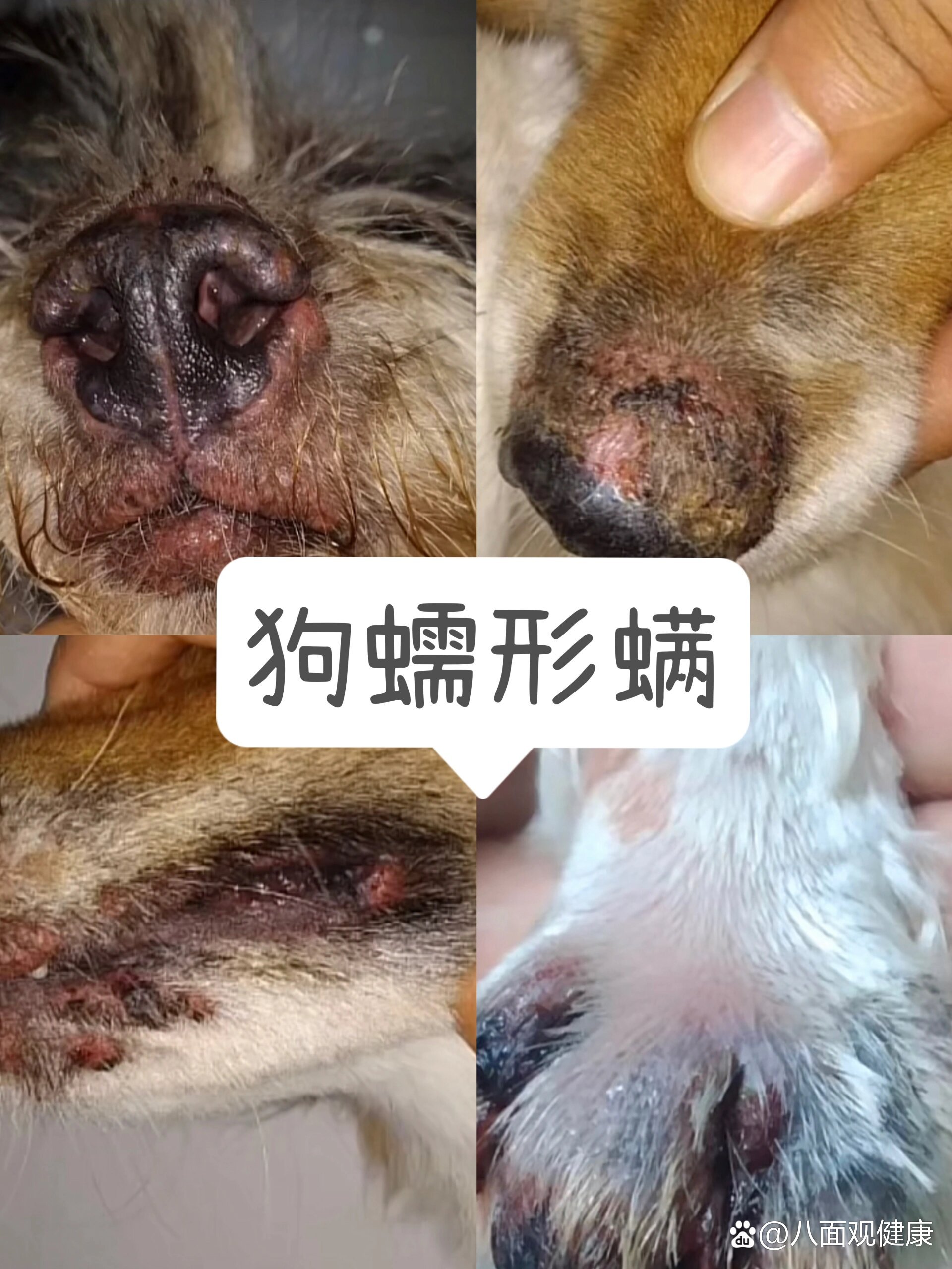 狗狗感染蠕形螨,别慌7515治疗重点在这里7515751575