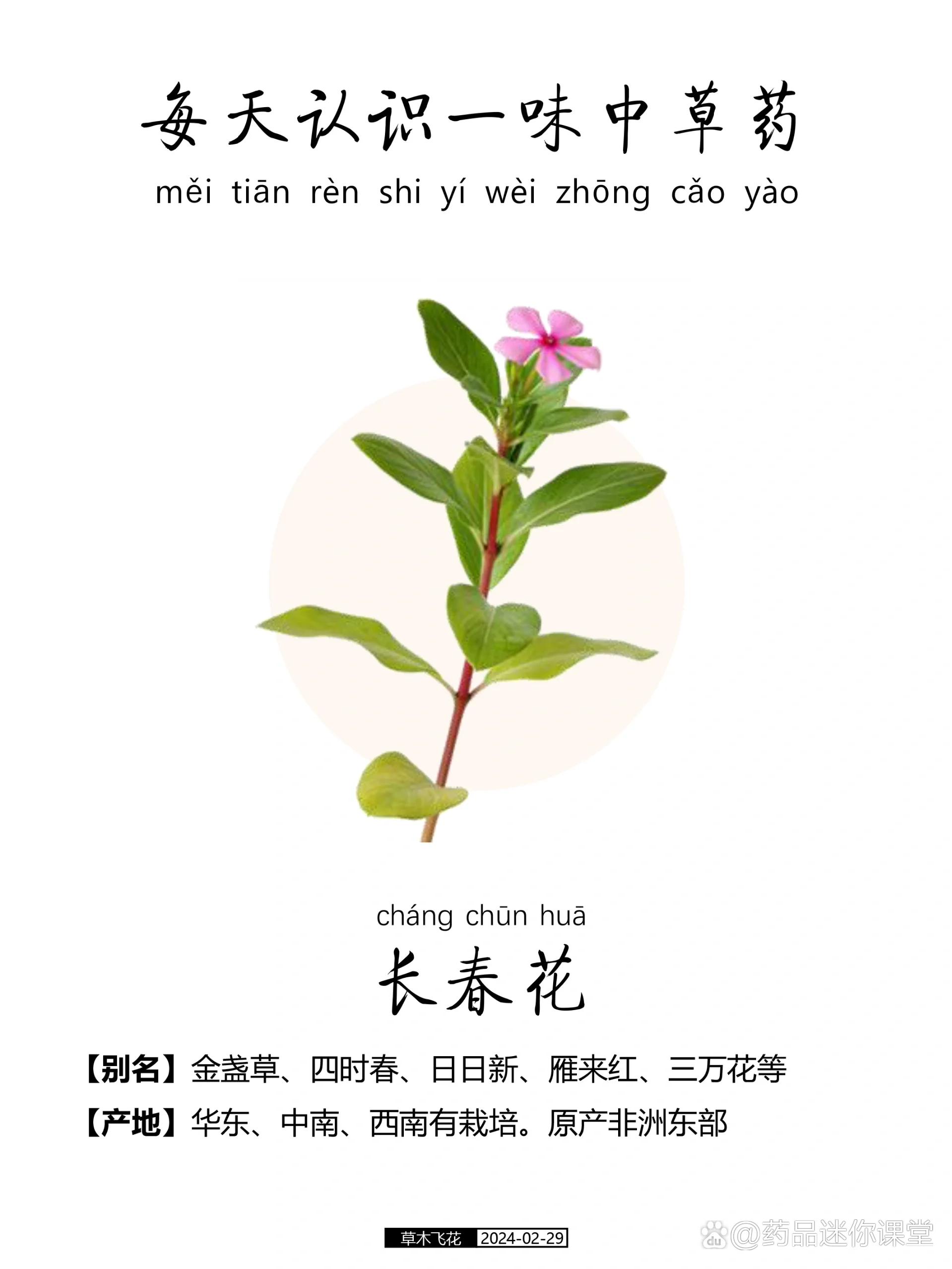 春天的植物名字图片