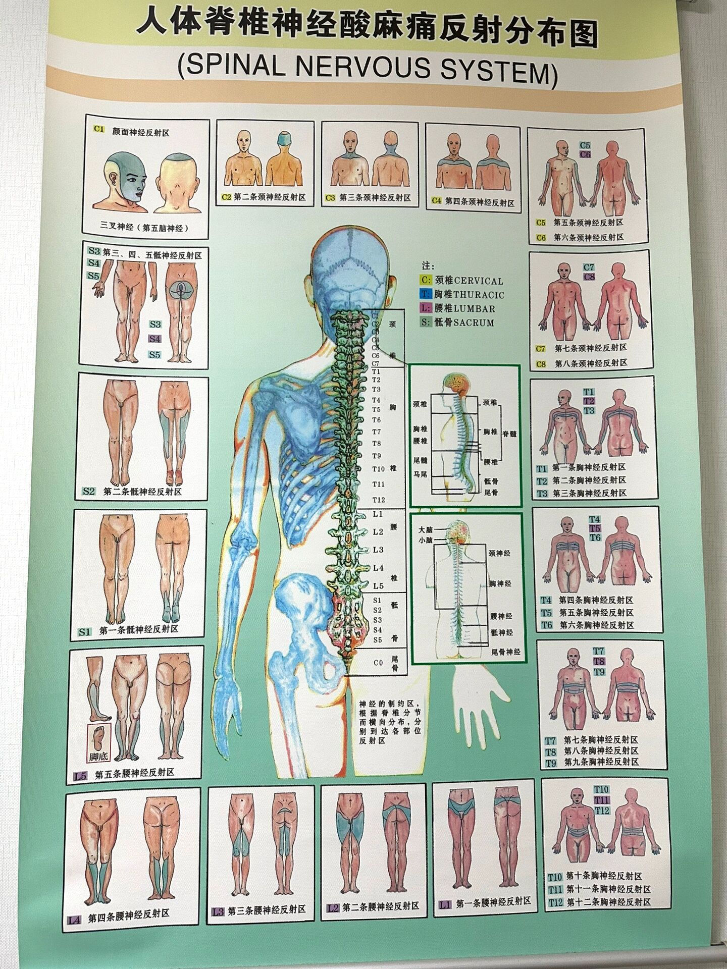 强制性颈反射图片