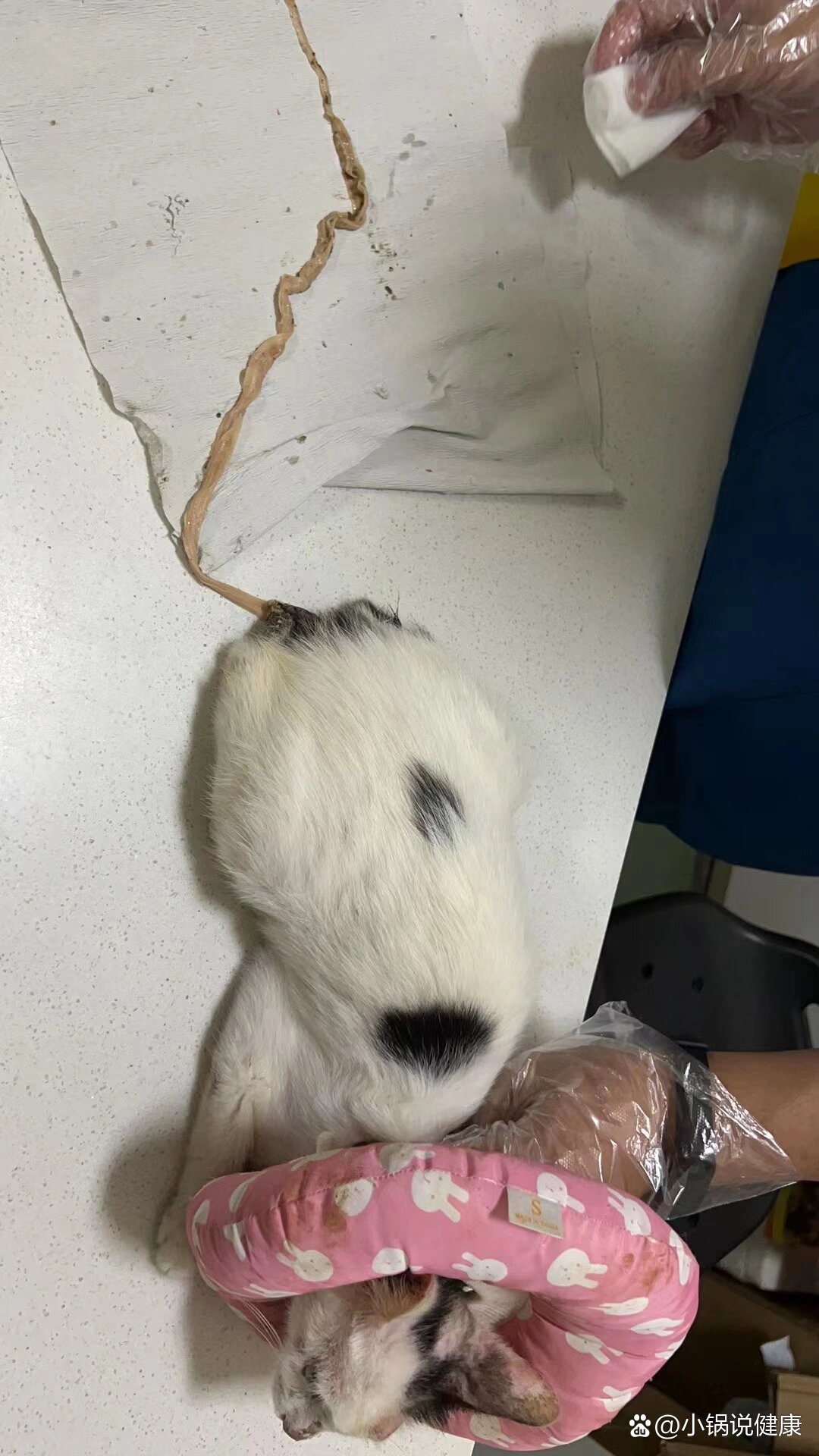 猫绦虫感染【图片可能引起不适