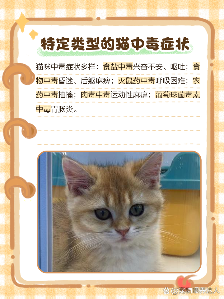 怎么判断猫是否中毒