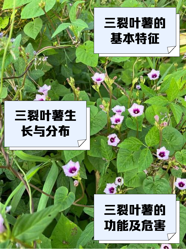 三裂叶薯