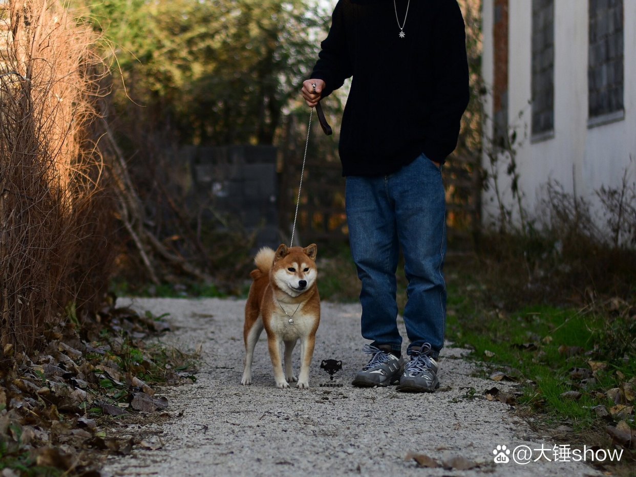 标准柴犬