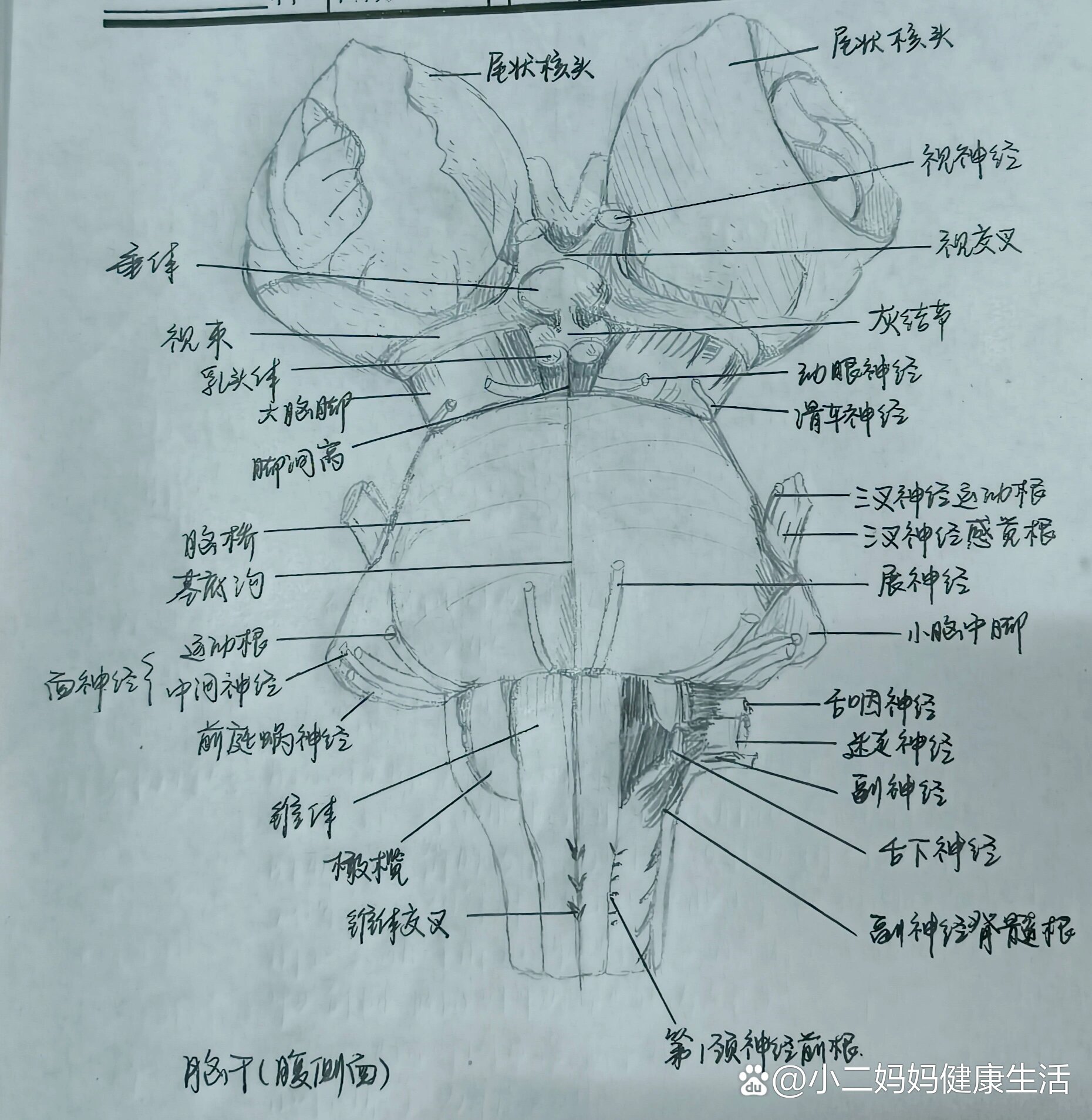 脑干腹侧面图片