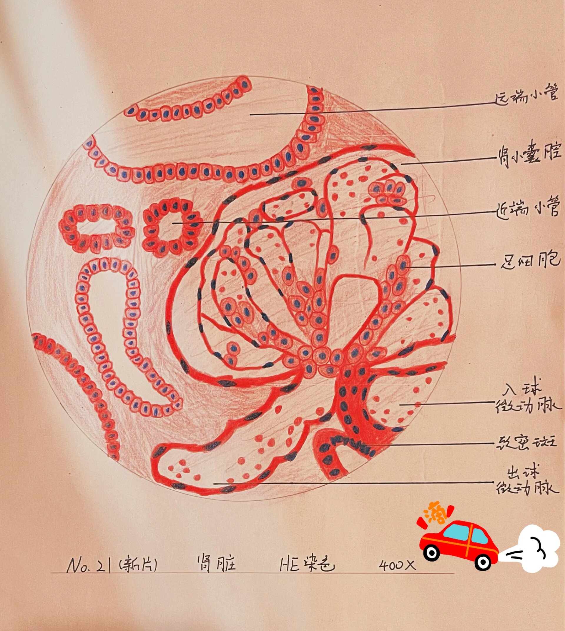 肾单位图手绘图图片