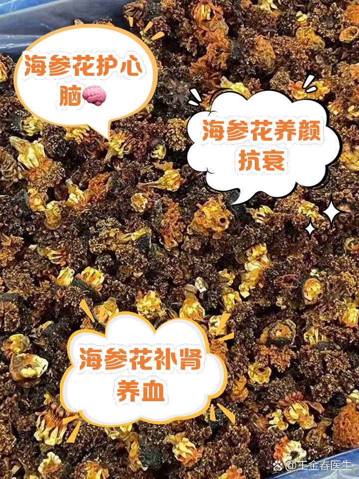 海参花的营养价值和功效