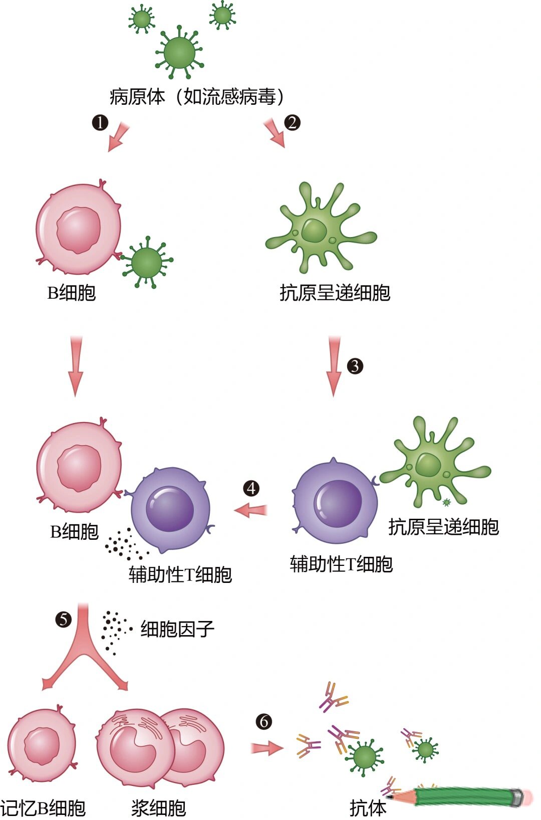 体液免疫过程图解图片