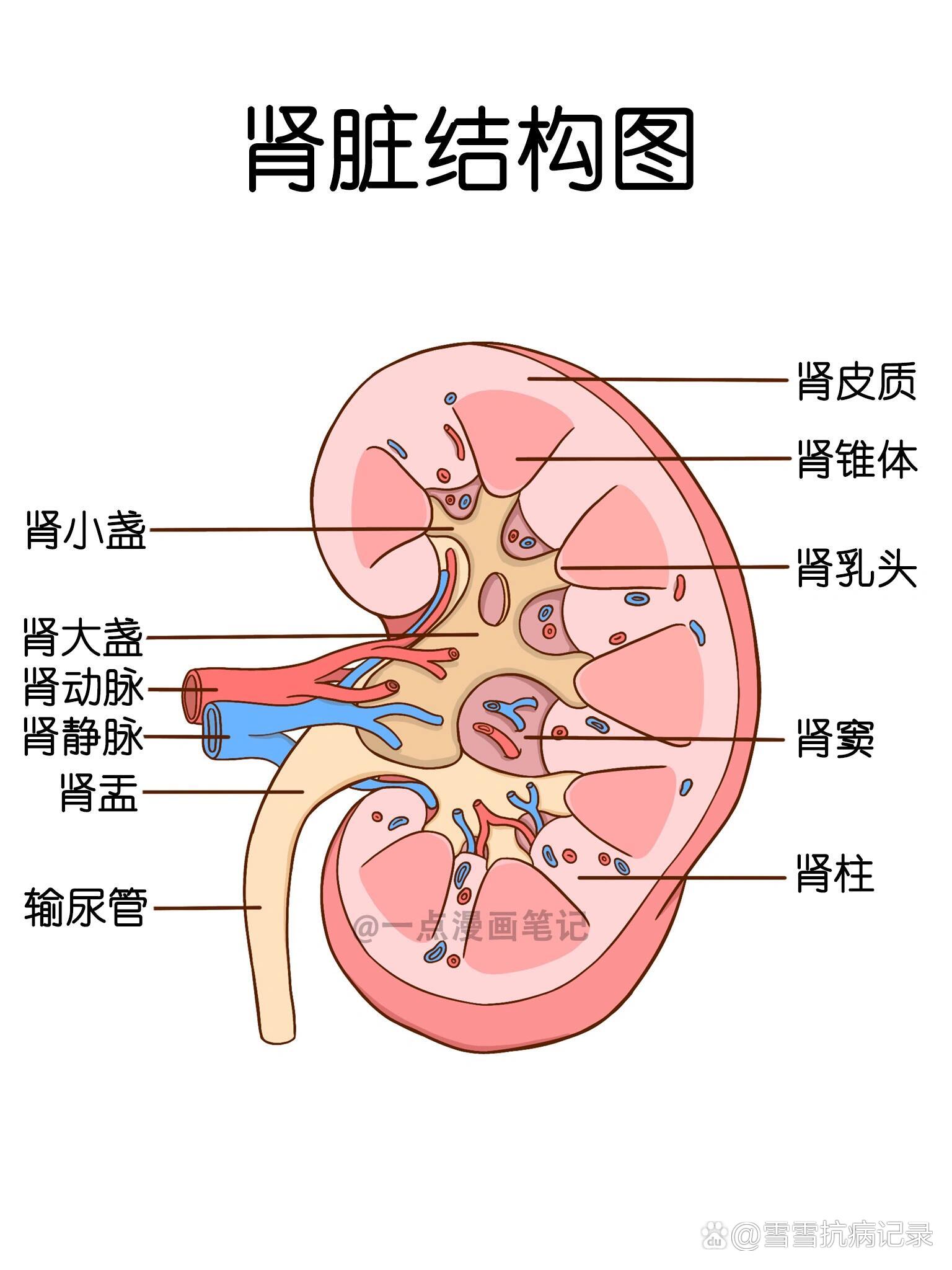 学习笔记94肾脏结构图