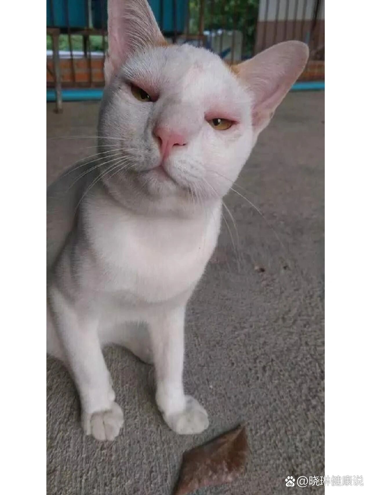 被蜜蜂蛰了的毛孩子们