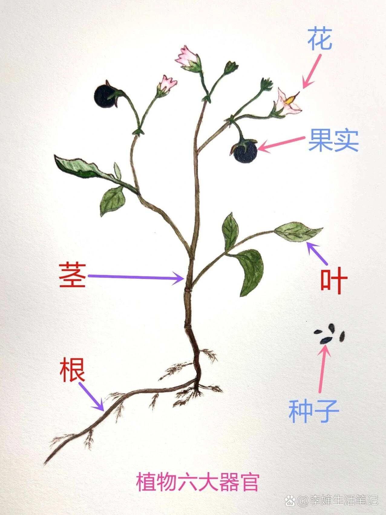 数学茎叶图秒懂百科图片