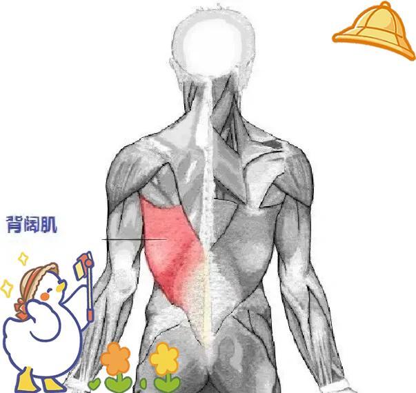 💪背阔肌疼痛：你知道多少？