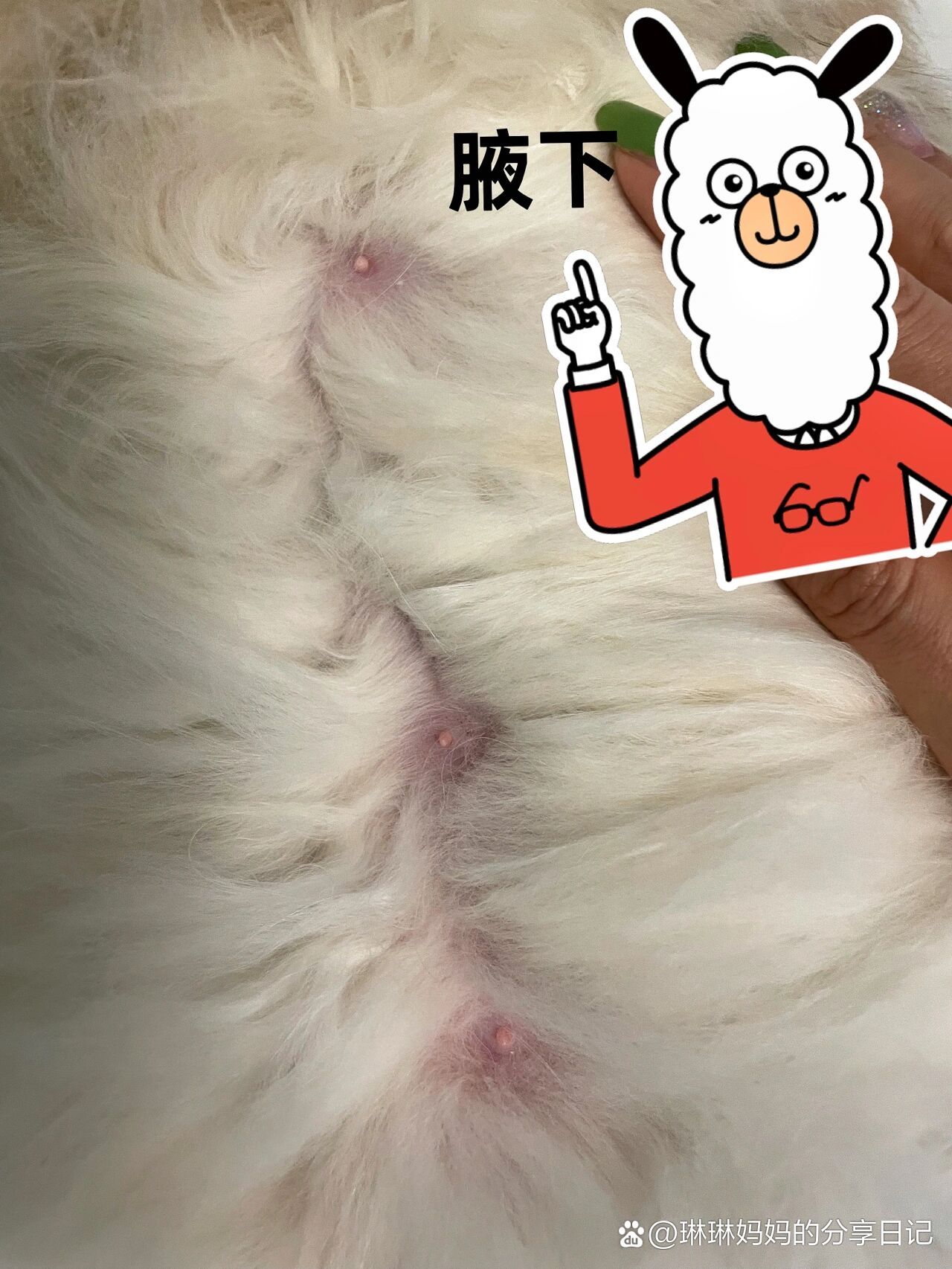 猫咪怀孕图片 肚子图片