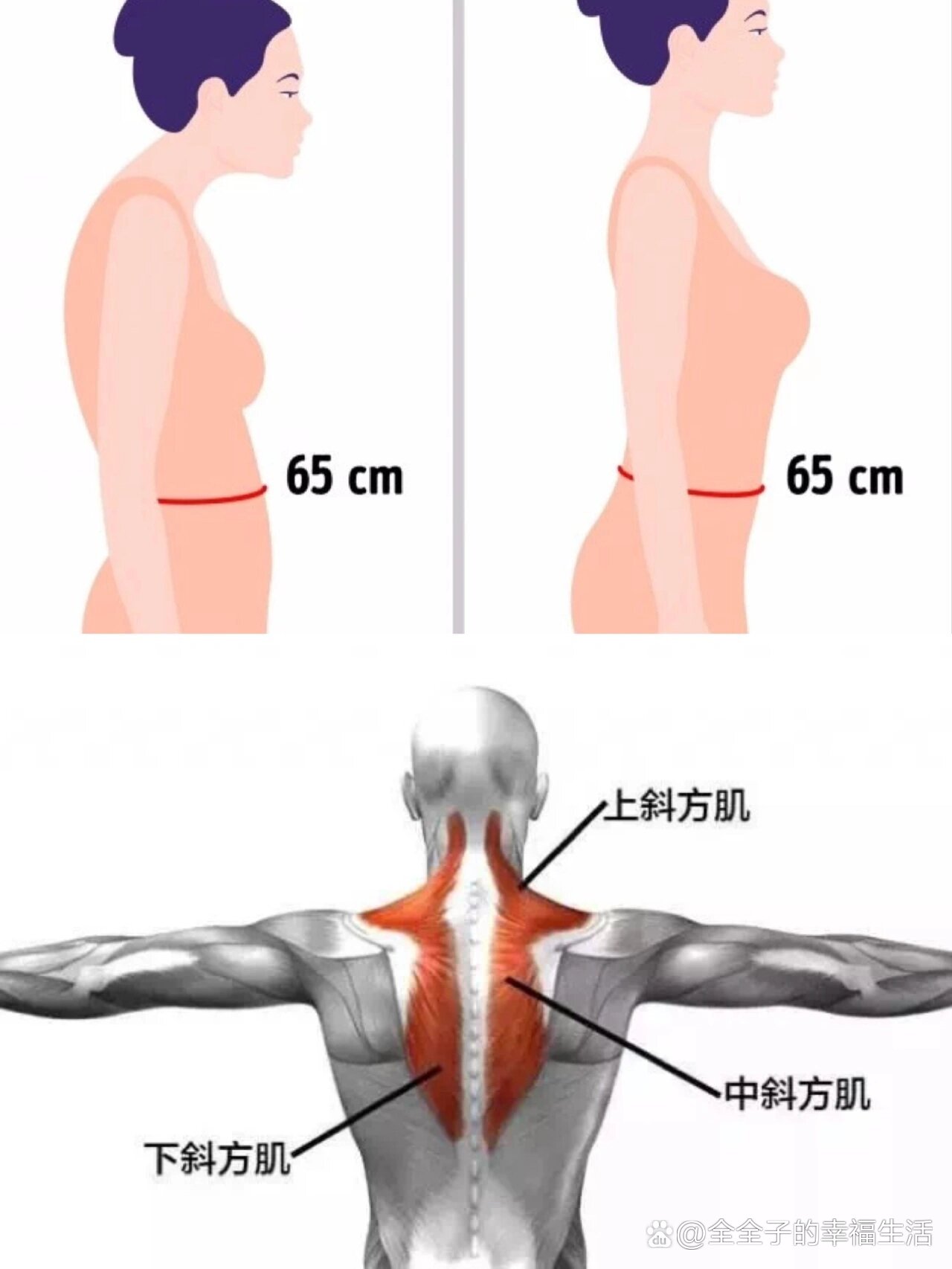 斜方肌中下部图片