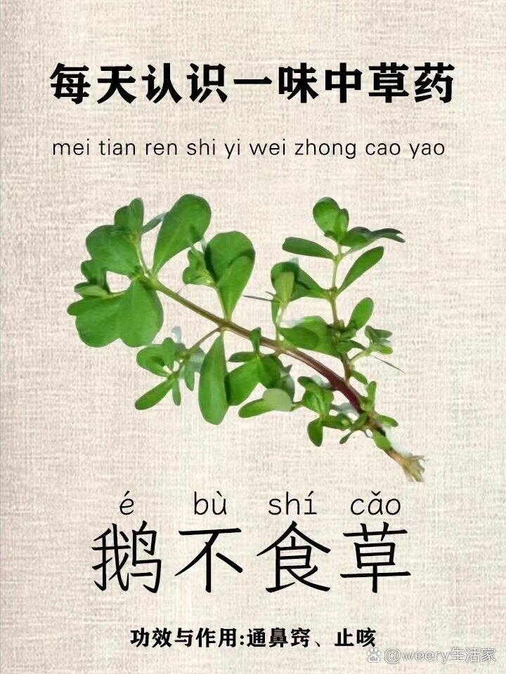 鹅不吃草功效图片