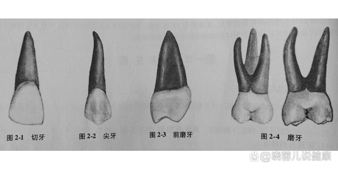 双尖牙的位置图图片