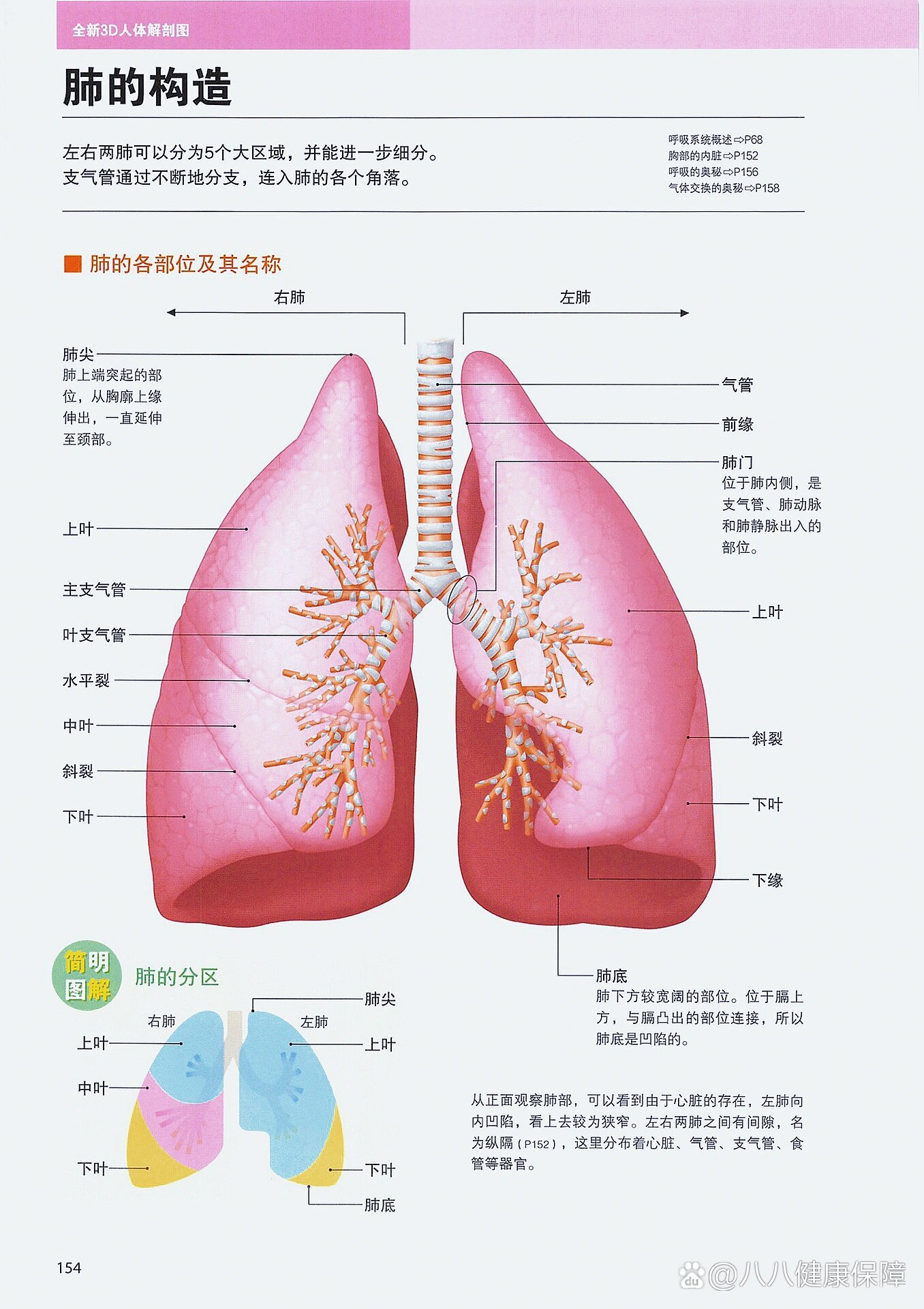 肺的形态解剖图图片