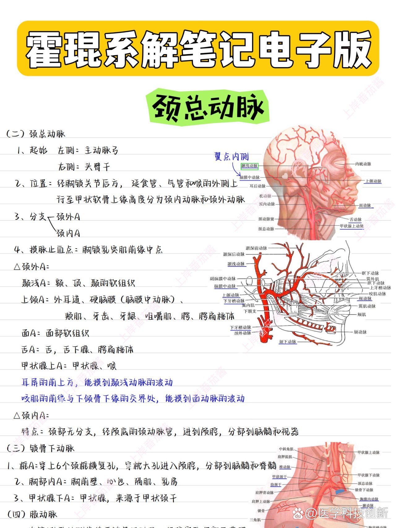 耳后动脉图片