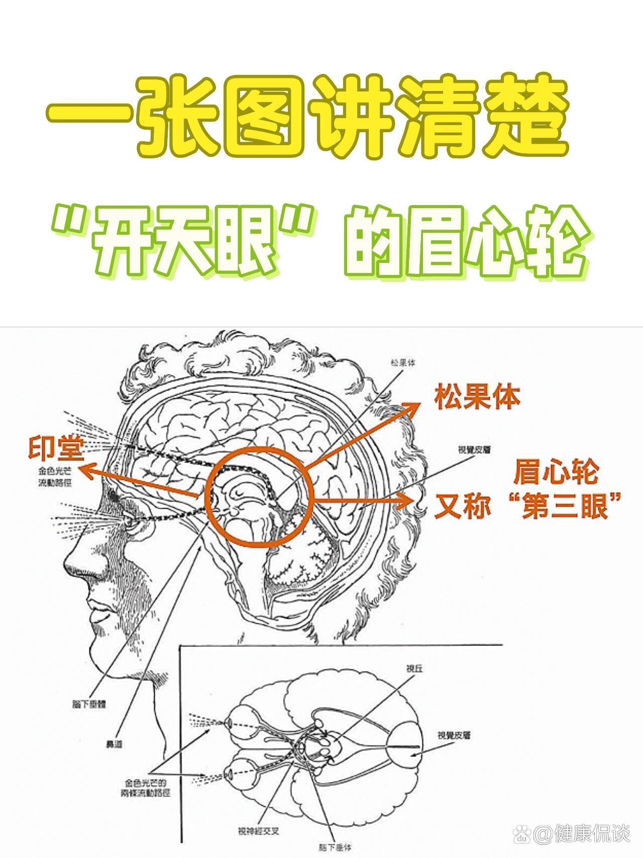 松果体图片位置示意图图片