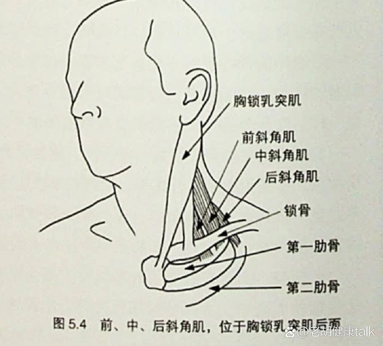 斜角肌起止点图片