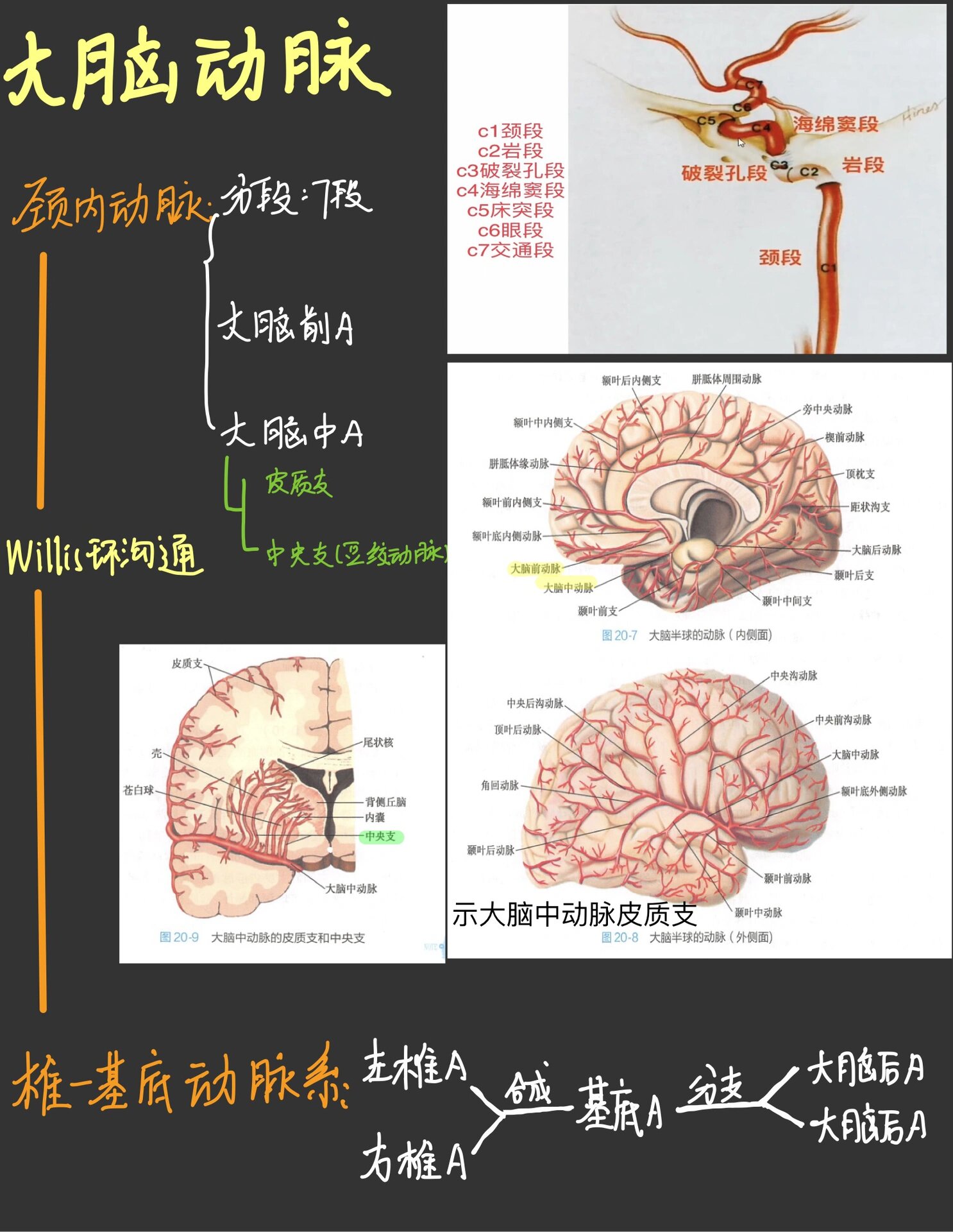 9499一图看懂willis环【推荐收藏】