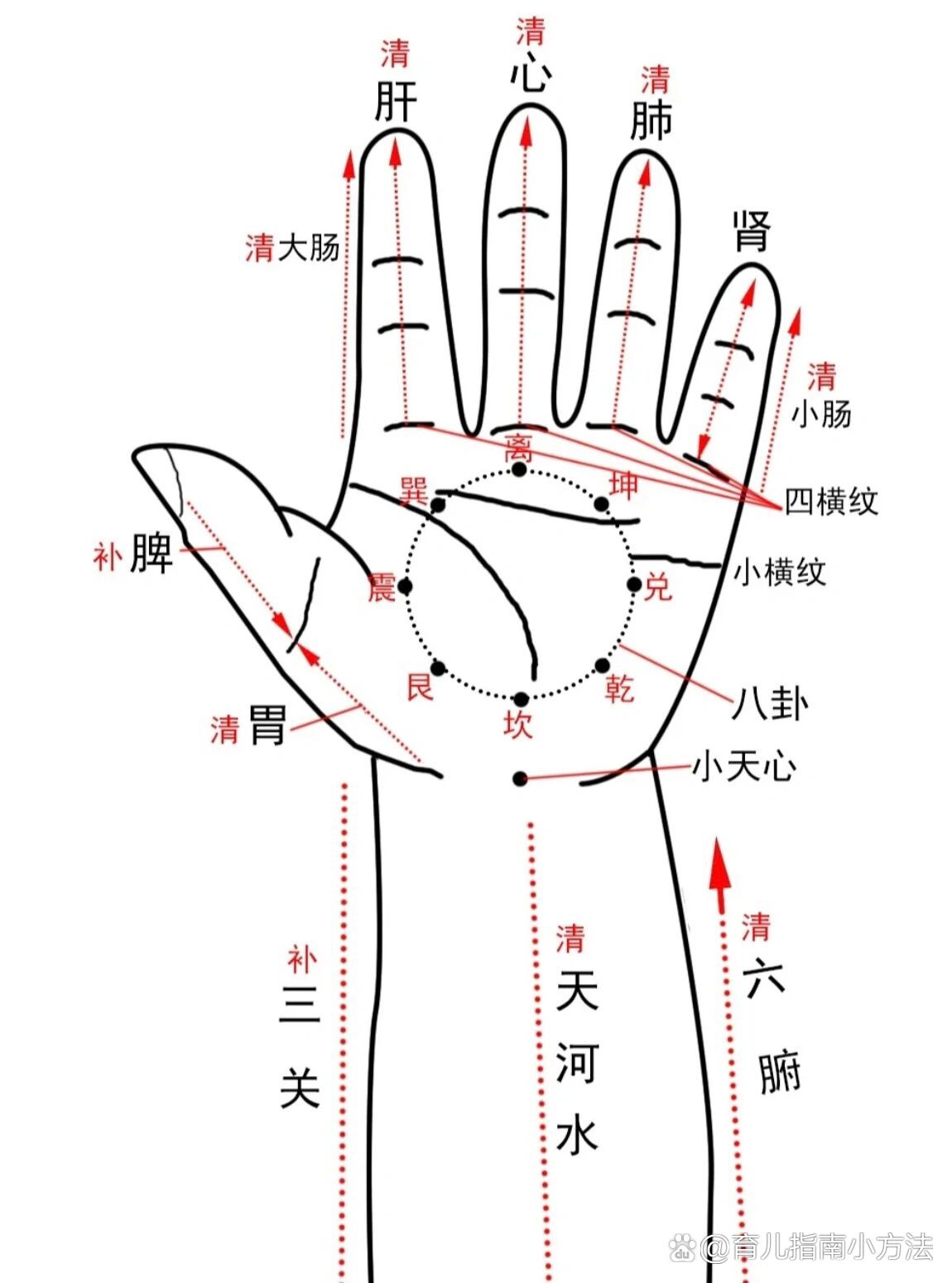 常用小儿推拿穴位图