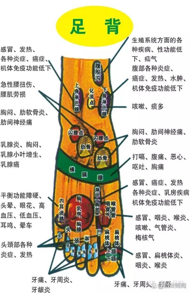 脚背疼痛部位对照表图片