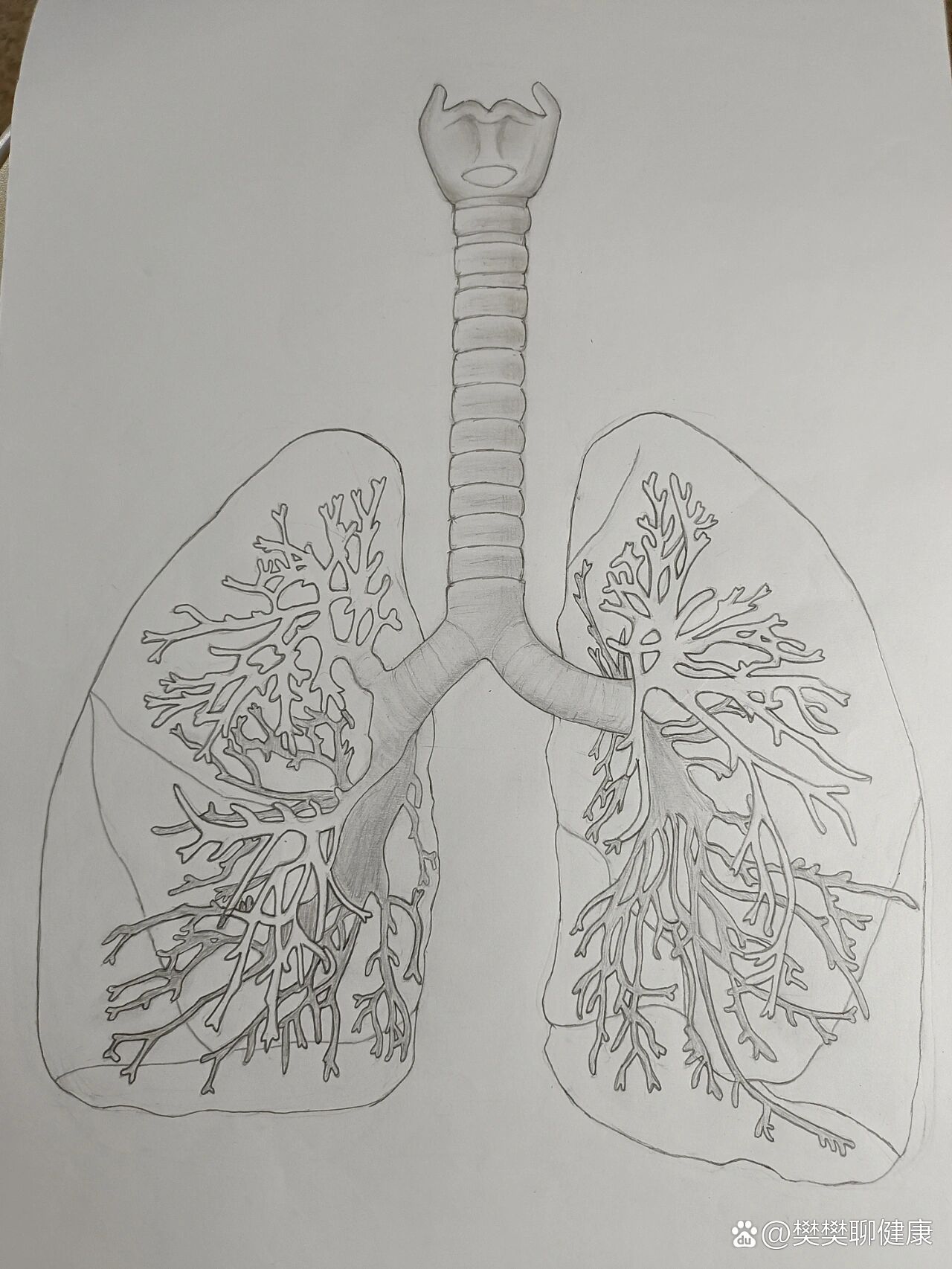 肺的支气管