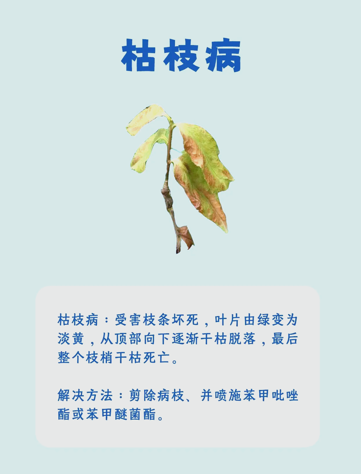 山茶花叶片常见病虫害及防治方法