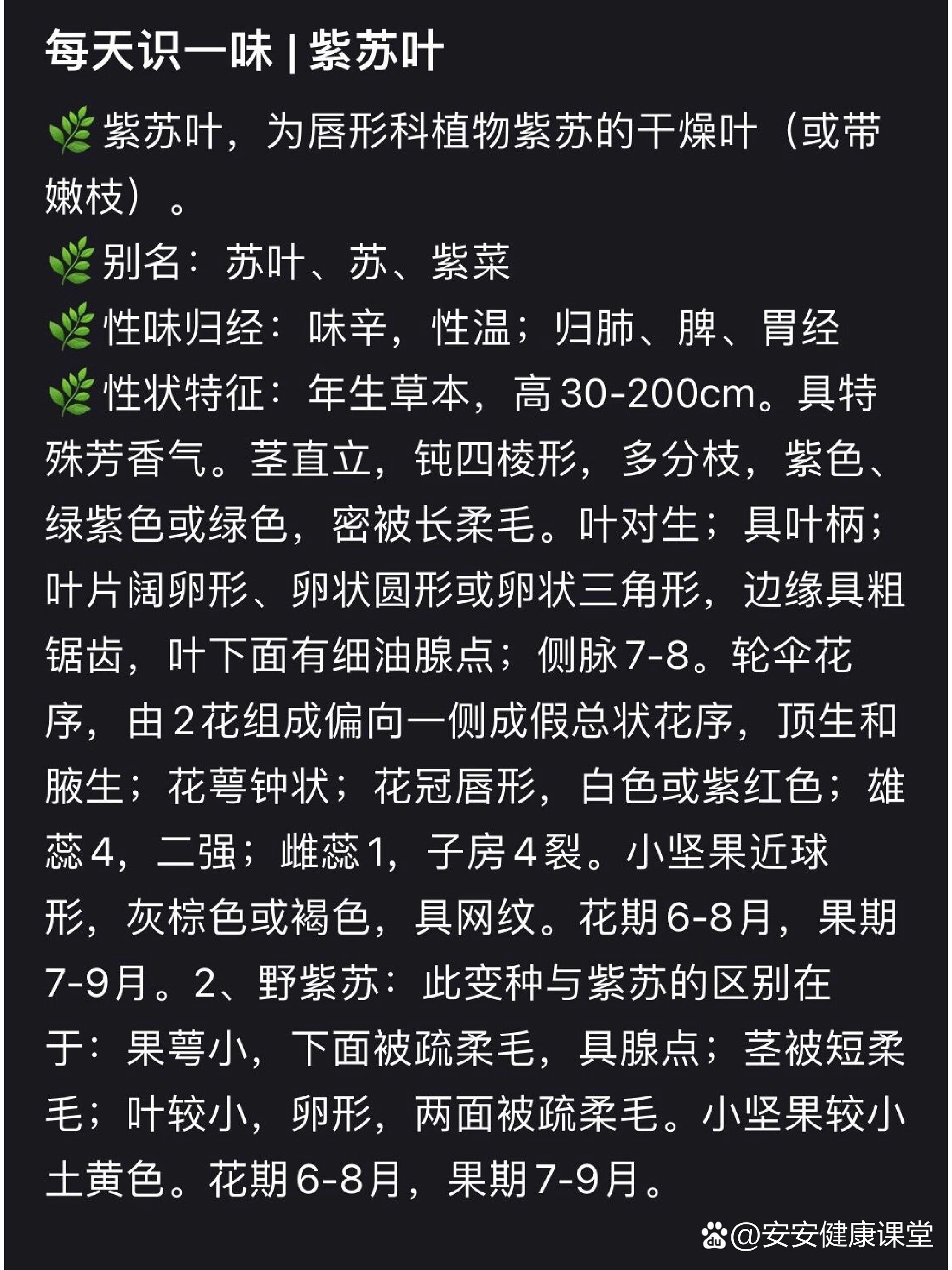 每天认识一味药:紫苏叶