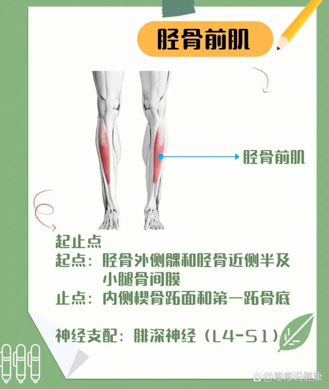 胫骨前肌紧张图片