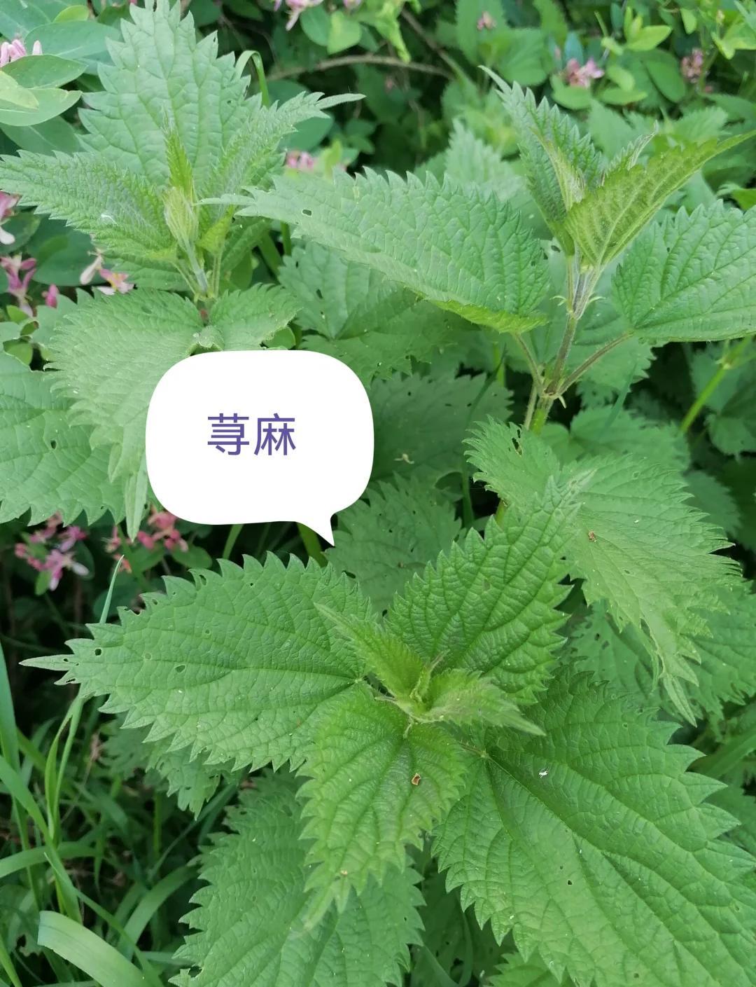 春日尝鲜：荨麻汤的美味秘诀