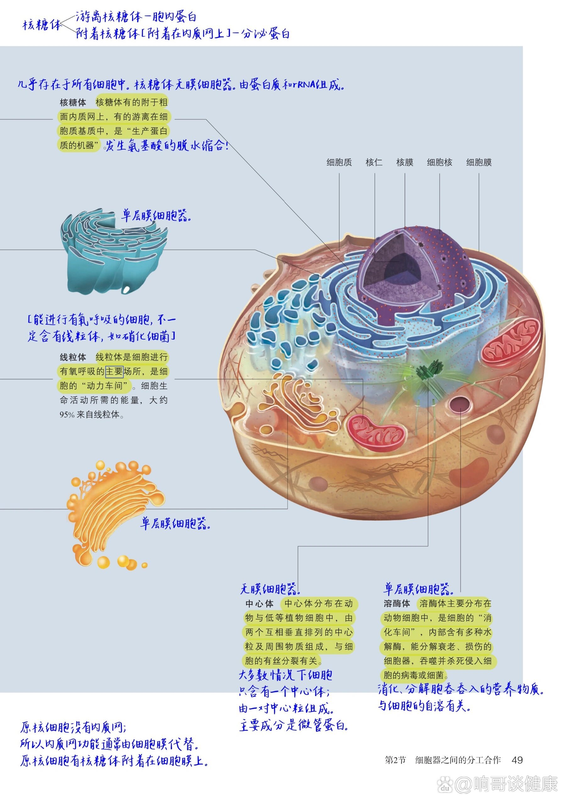  p>高中生物笔记|动植物细胞模型 br>动物细胞,植物细胞细胞器 /p>