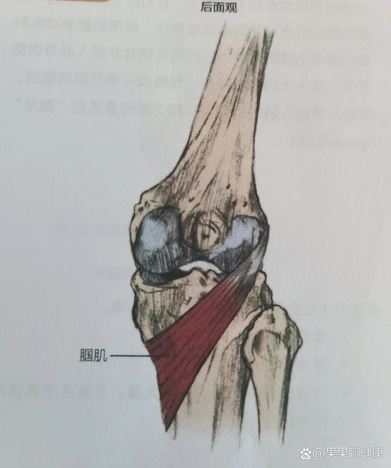 腘窝解剖图图片