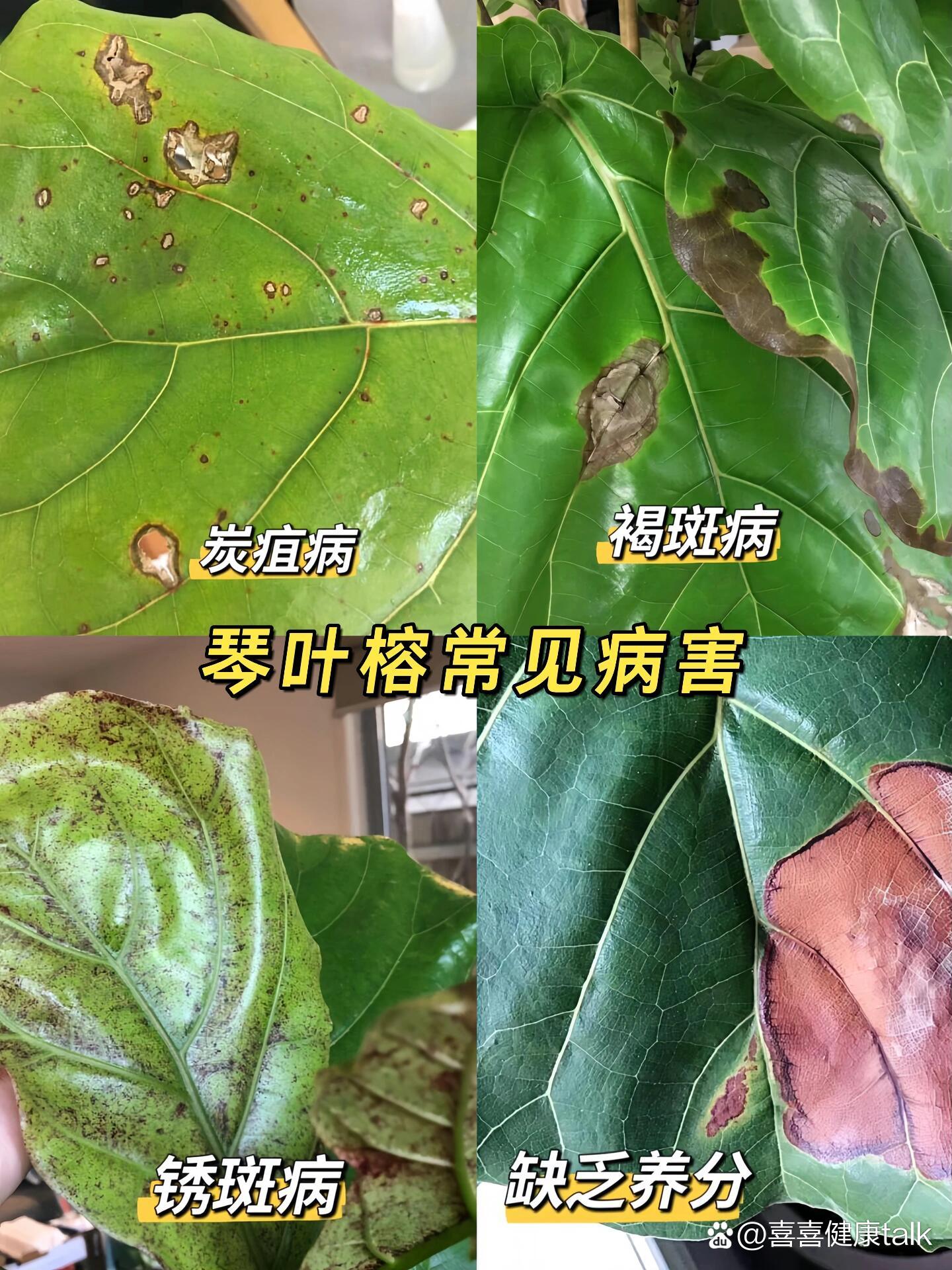  p>琴叶榕 叶片黄叶,斑点,如何防治 br>9999养琴叶榕的花友们看