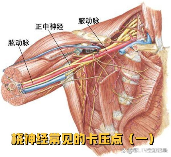 桡神经深支解剖图谱图片