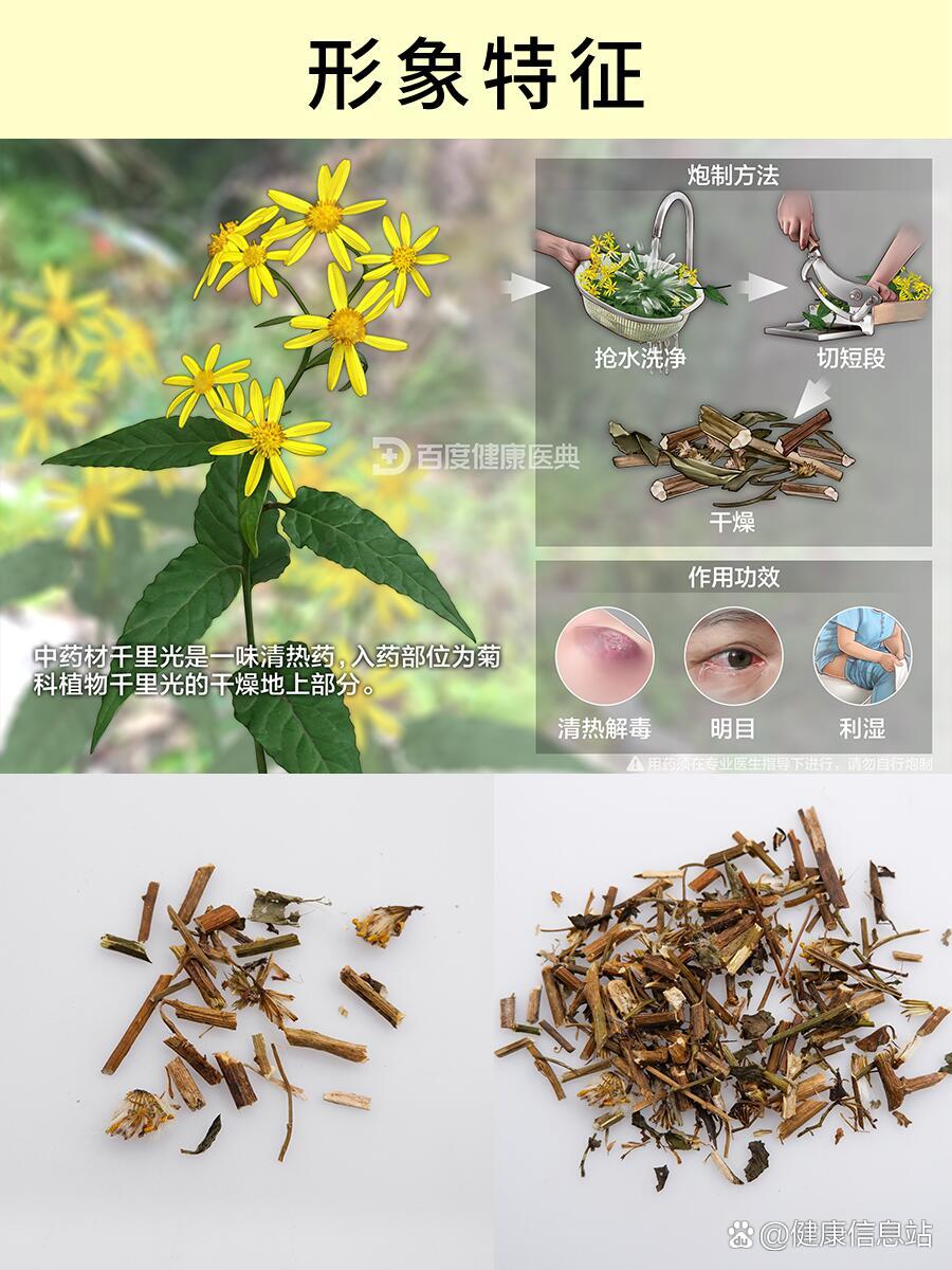 每天认识一味药:千里光