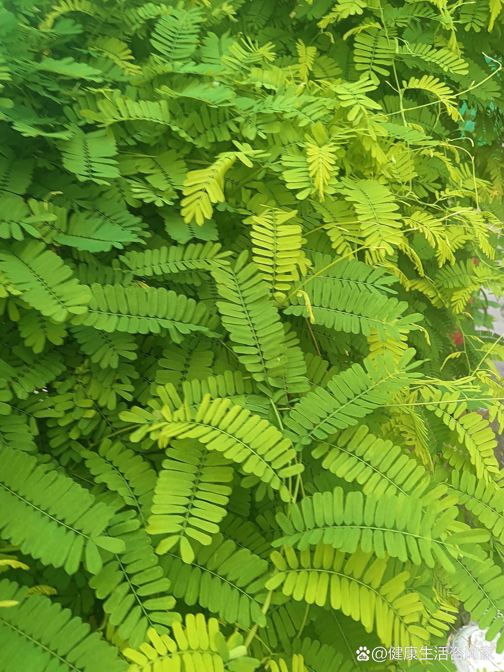 鸡骨草