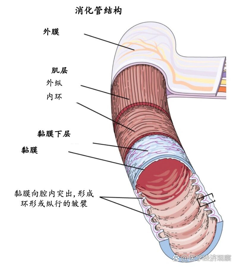 消化管的一般结构