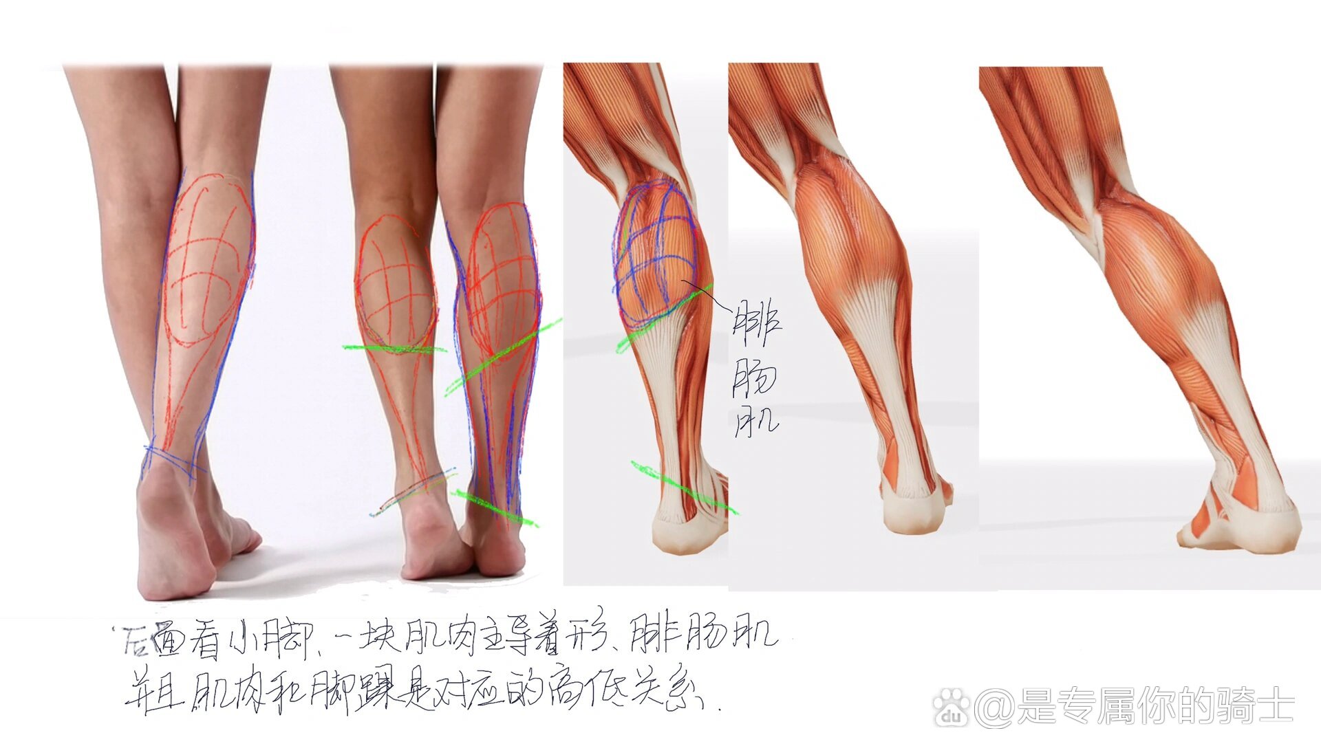 小腿后面角度肌肉结构关系